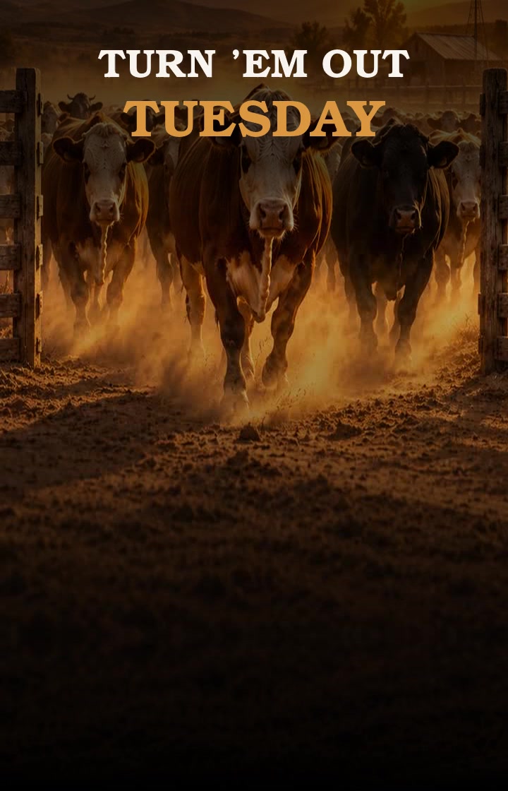 Turn ’Em Out Tuesday above cattle coming through a corral
